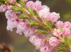 Erica glomiflora