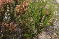 Erica glomiflora