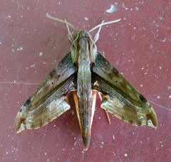 Eupanacra