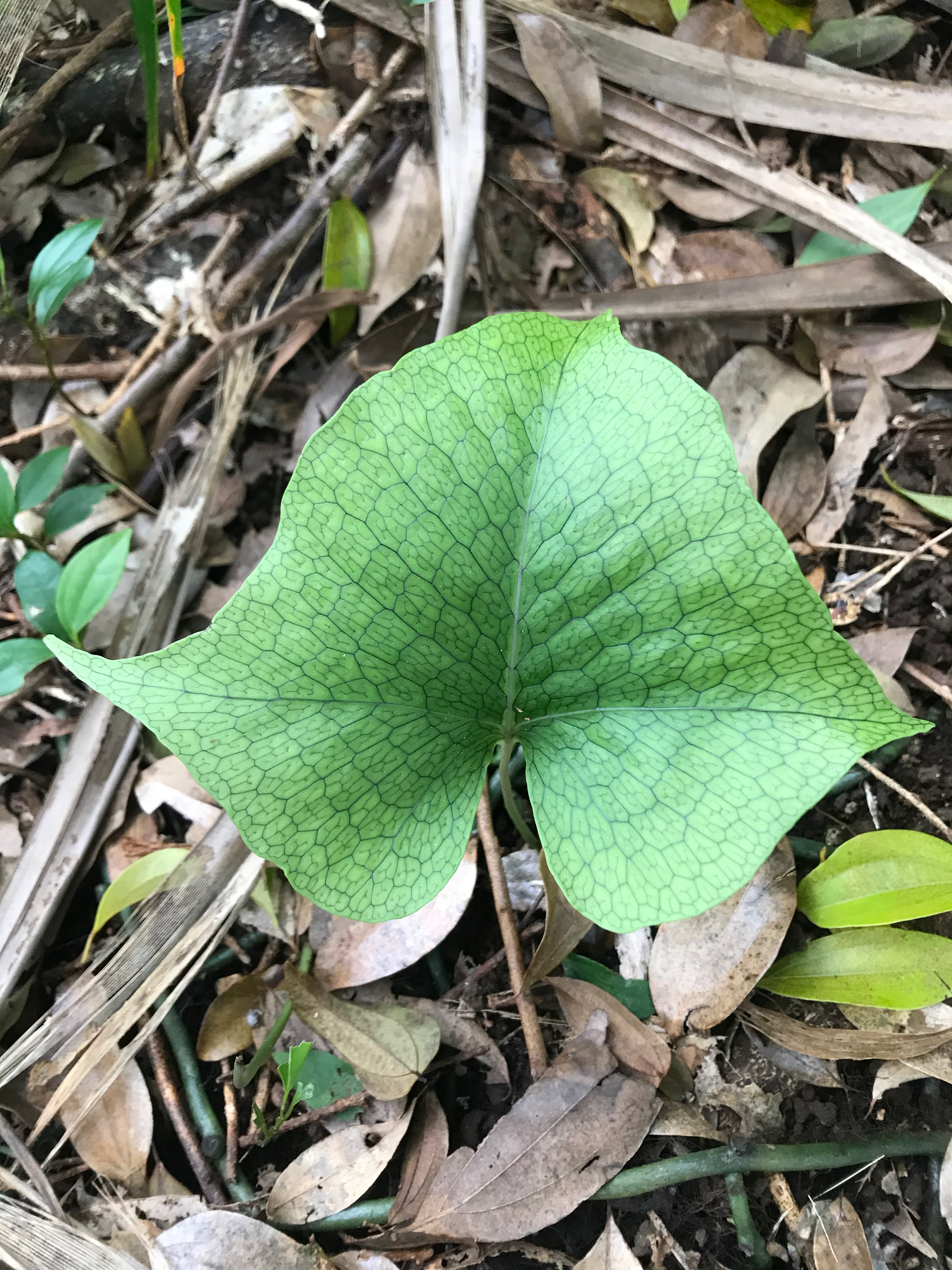 Microsorum spectrum var. spectrum