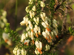 Erica intermedia albiflora