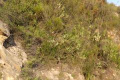 Erica intermedia albiflora