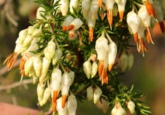 Erica intermedia albiflora
