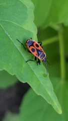 Pyrrhocoris apterus