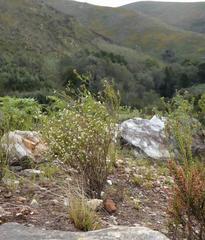 Lachnaea diosmoides