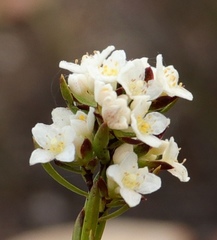 Lachnaea diosmoides
