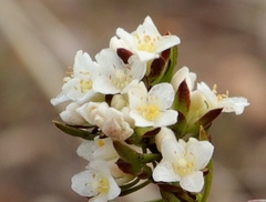 Lachnaea diosmoides