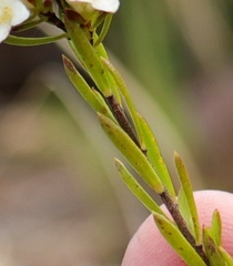 Lachnaea diosmoides