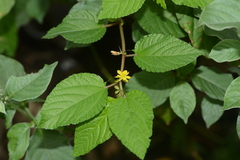 Corchorus capsularis