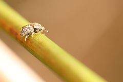 Chaetoptelius mundulus