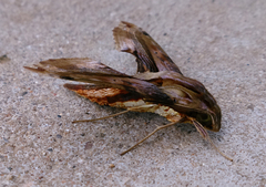 Eupanacra