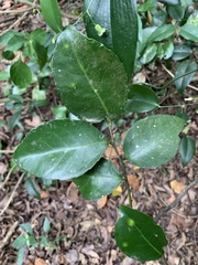 Salacia gerrardii