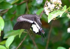 Papilio iswara