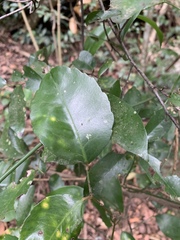 Salacia gerrardii