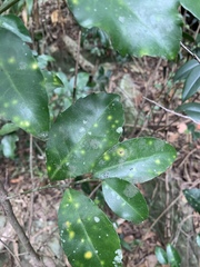 Salacia gerrardii