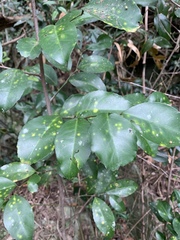 Salacia gerrardii