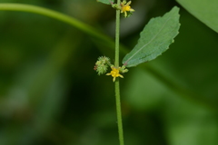 Triumfetta pentandra