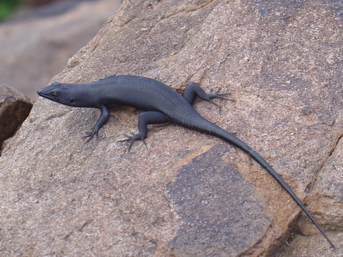 Western Rock Skink, Trachylepis sulcata