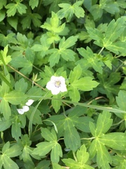 Geranium thunbergii