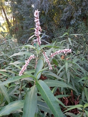 Persicaria acuminata