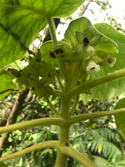 Cyrtandra cordifolia