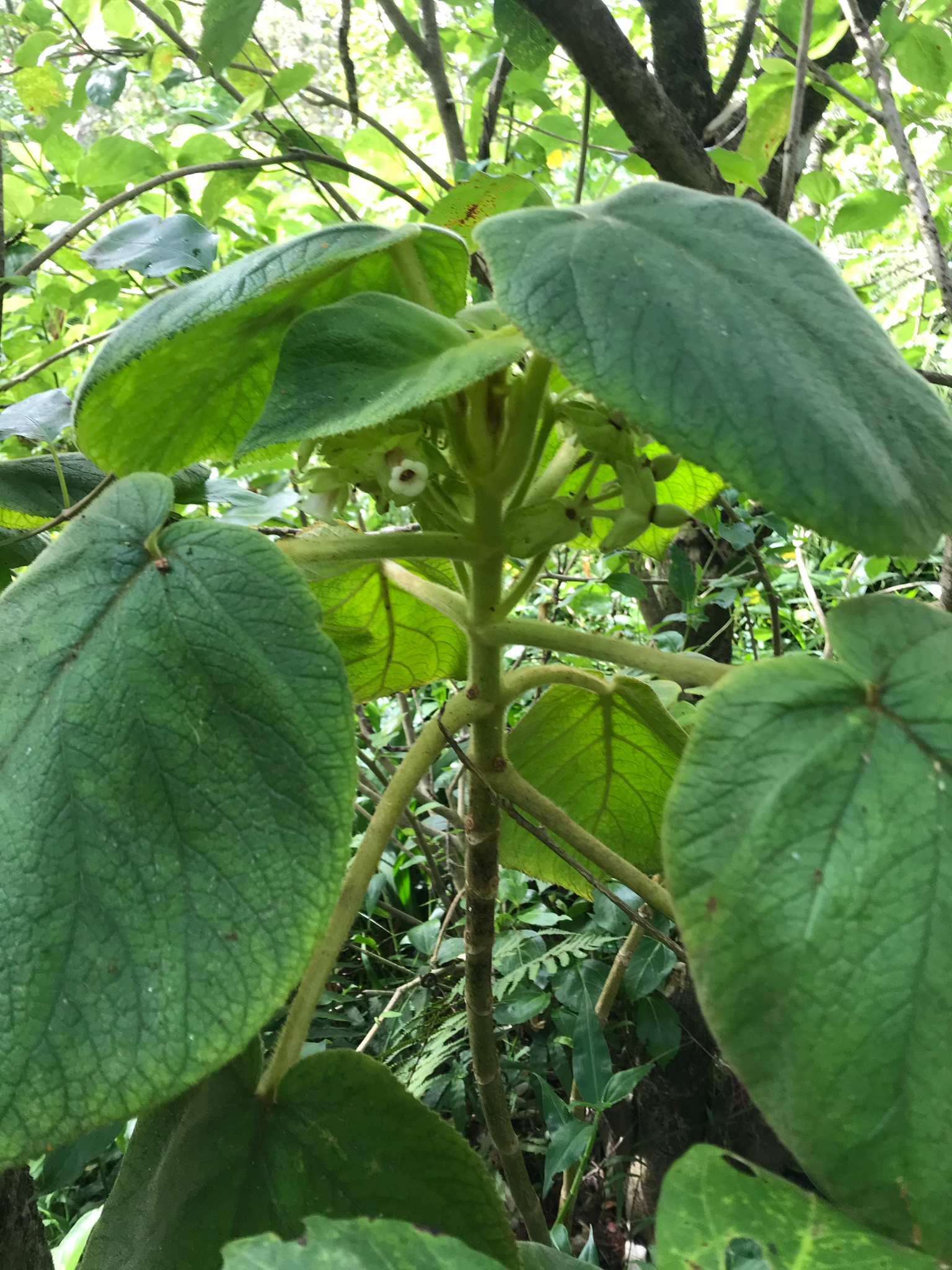 Cyrtandra cordifolia