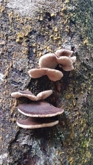 Crepidotus fuscovelutinus