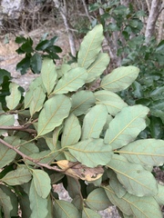 Cryptocarya latifolia