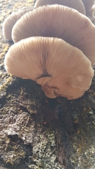 Crepidotus fuscovelutinus