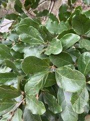 Cryptocarya latifolia