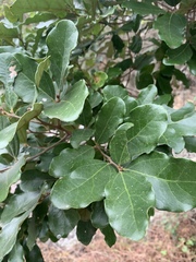 Cryptocarya latifolia