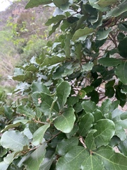 Cryptocarya latifolia