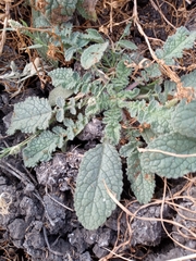 Verbascum heterophyllum