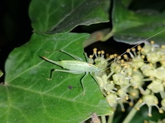 Meconema meridionale