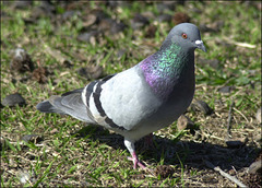 Columba livia domestica