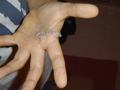 Ptyodactylus hasselquistii