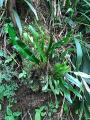 Elaphoglossum aemulum