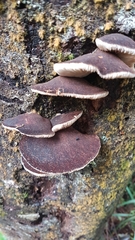 Crepidotus fuscovelutinus