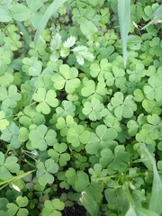 Oxalis corniculata