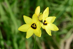 Ixia fuscocitrina