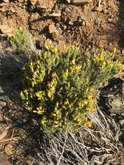 Pteronia empetrifolia