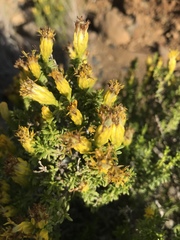 Pteronia empetrifolia