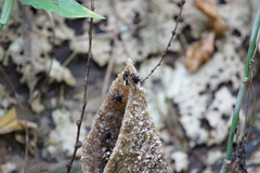 Homotrigona apicalis