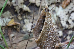 Homotrigona apicalis