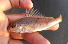 Gymnocephalus cernua