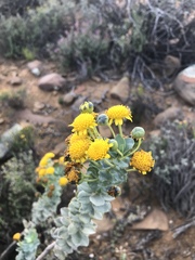 Euryops lateriflorus