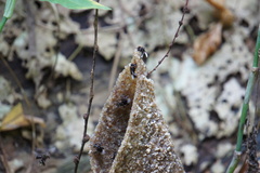 Homotrigona apicalis