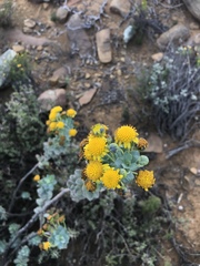 Euryops lateriflorus