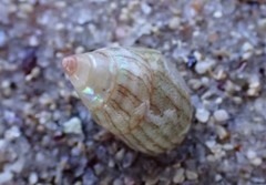 Phasianotrochus irisodontes