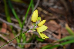 Ixia fuscocitrina